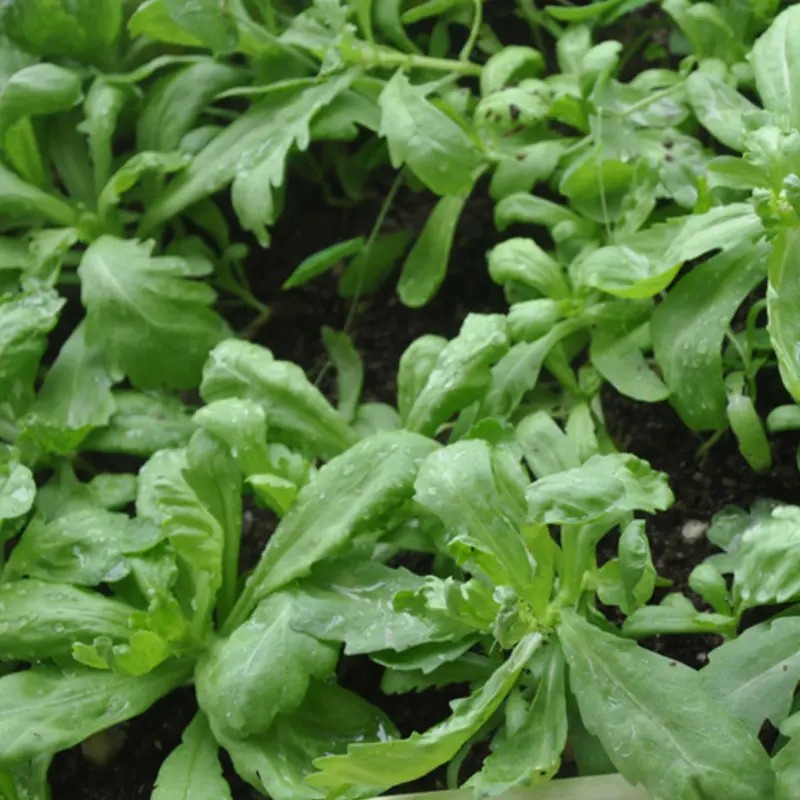 大叶茼蒿种子耐热蔬菜秋冬