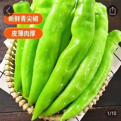 寿光新鲜青椒现摘现发中辣薄皮青椒基地种植中辣可口薄皮辣椒新鲜