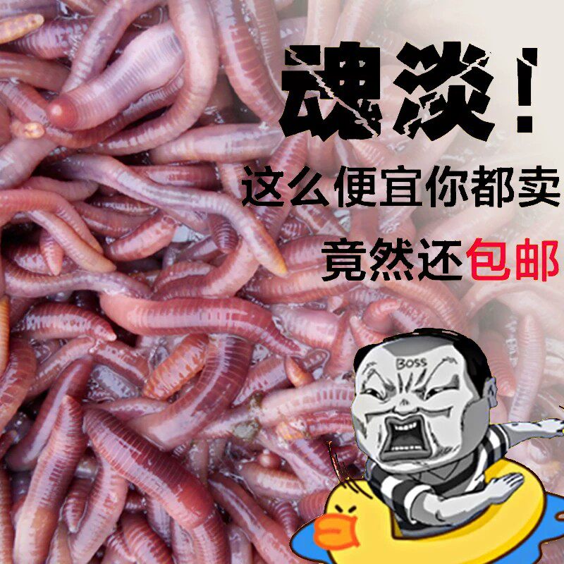 蚯蚓活饵鲜活垂钓鱼饵料鲫鲤鱼大号散装盒装红蚯蚓 大平二号种苗