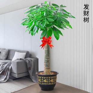 客厅花卉盆景植物发财树大型室内乔迁办公室树绿开业好养盆栽招财