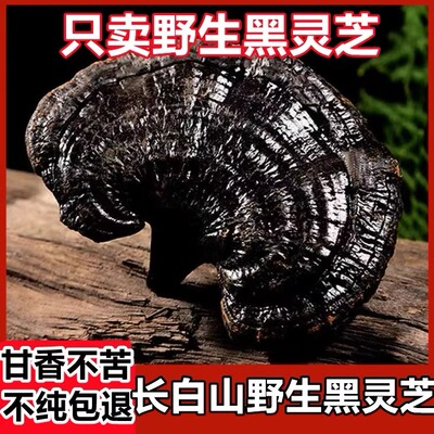 黑灵芝野生长白山500克
