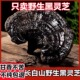 黑灵芝野生长白山500克灵芝切片林芝干货整朵正品 泡酒灵芝养生茶