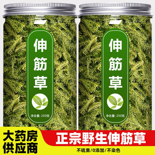 伸筋草中药材野生新鲜的功效与作用小舒筋草透骨草泡脚远志益智仁