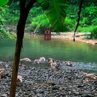 麻鸭散养土鸭正宗农家溪水鸭子母鸭整鸭水鸭鸭肉新鲜现杀仔鸭嫩鸭