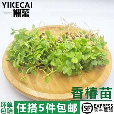 芽苗菜新鲜西餐日料酒店摆盘装饰