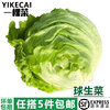 【YIKECAI】球生菜500g新鲜蔬菜沙拉食材汉堡球形西生菜 5件包邮