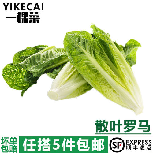 散叶罗马生菜西餐蔬菜沙拉食材