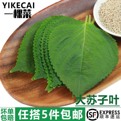 【YIKECAI】新鲜苏子叶100g东北紫苏叶大苏子叶韩国烤肉包饭泡菜