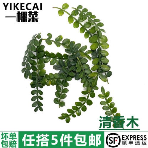 新鲜清香木胡椒木香叶子西餐酒店