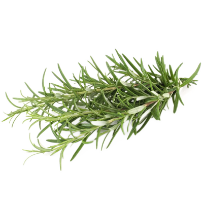 新鲜迷迭香西餐牛排香料食用调料