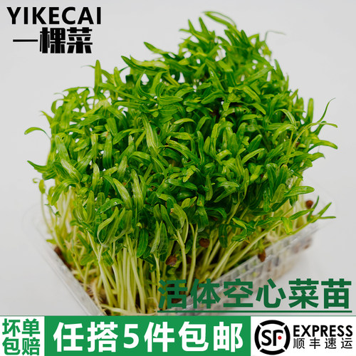 活体水培空心菜苗新鲜现采