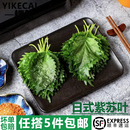 饰包烤肉食材 小叶绿苏子叶日料点缀装 新鲜紫苏叶40片 盒