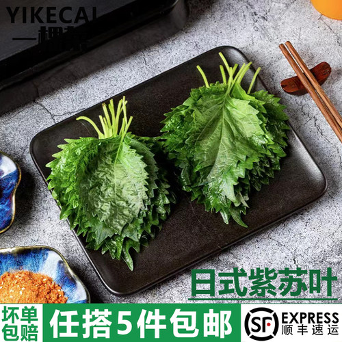 新鲜紫苏叶40片/盒日料点缀
