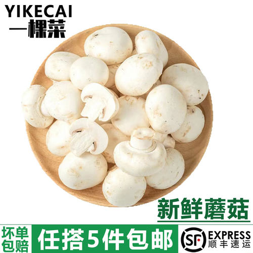 白蘑菇YIKECA一棵菜食用菌菇