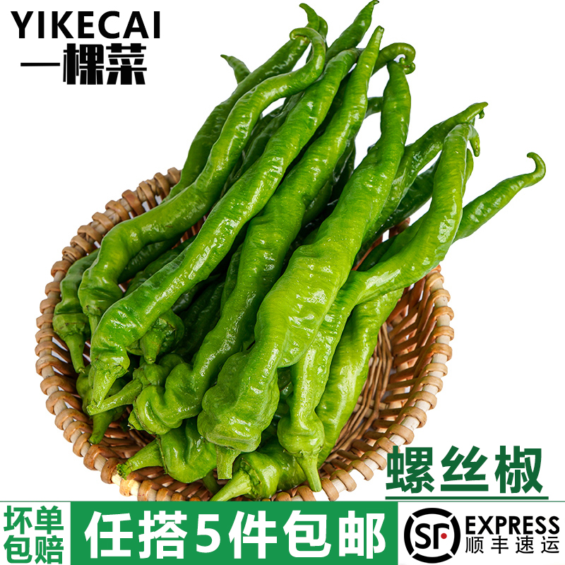 特辣新鲜现摘螺丝椒薄皮肉厚超辣