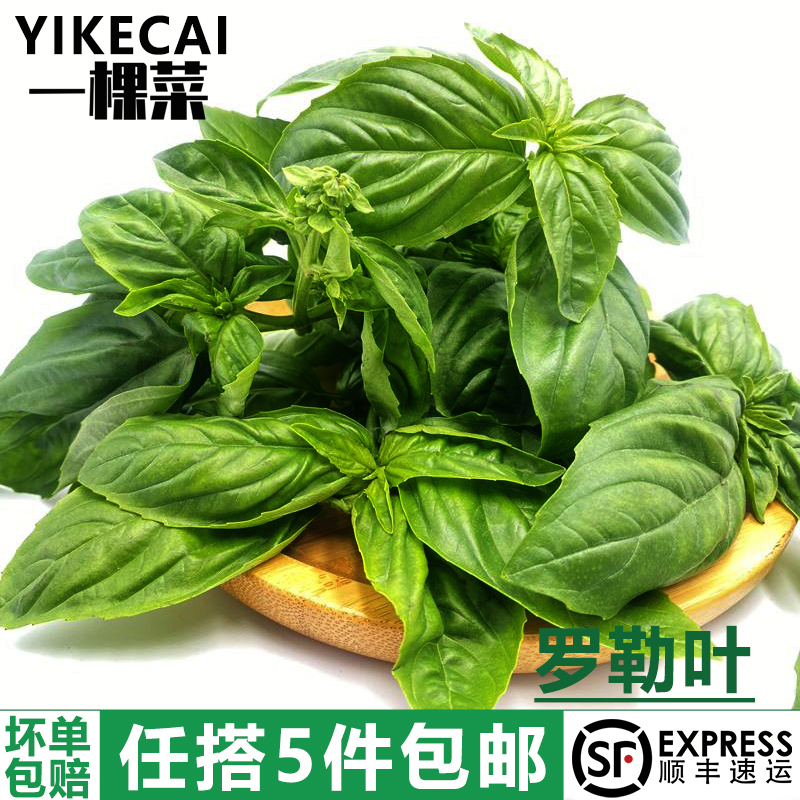 【YIKECAI】新鲜罗勒叶500g 食用西餐香料 披萨草 甜罗勒 欧罗