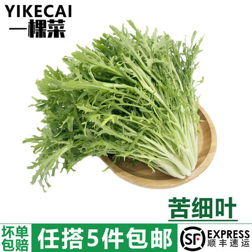 苦细叶新鲜苦叶生菜蔬菜狗牙菜
