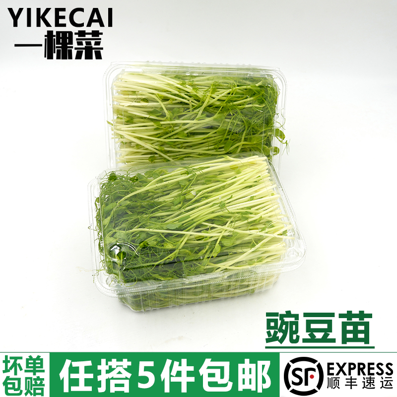 YIKECAI芽苗菜顺丰包邮