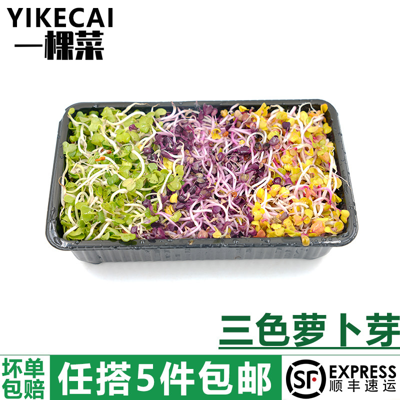 三色萝卜芽150g/盒 食用七彩萝卜苗芽菜餐厅凉拌冷菜沙拉摆盘装饰