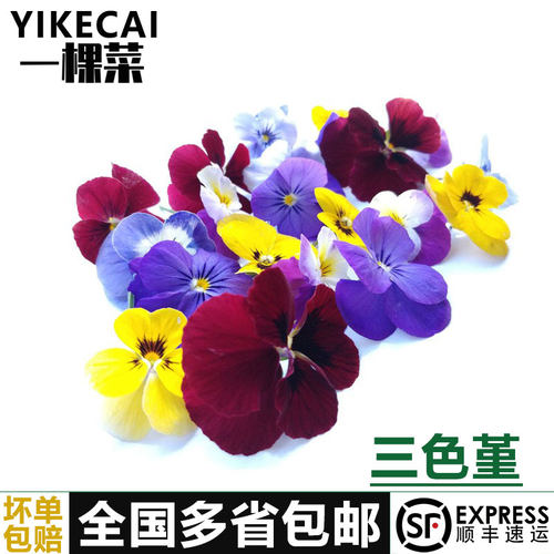 新鲜三色堇西餐摆盘装饰点缀花草