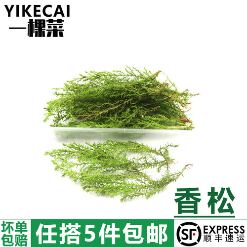 香松20支/盒黄松柏西餐叶菜类