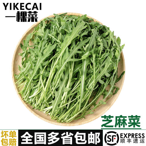 芝麻菜沙拉食材YIKECAI新鲜采摘