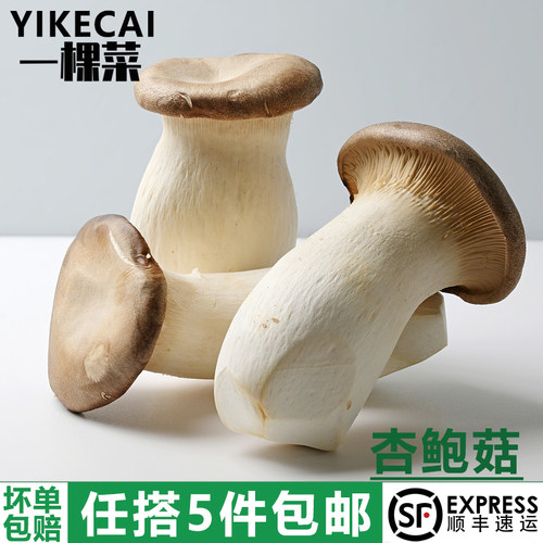 杏鲍菇鸡腿菇火锅食材双拼