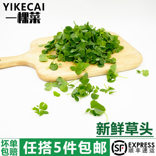 上海本地农家菜草头金花菜