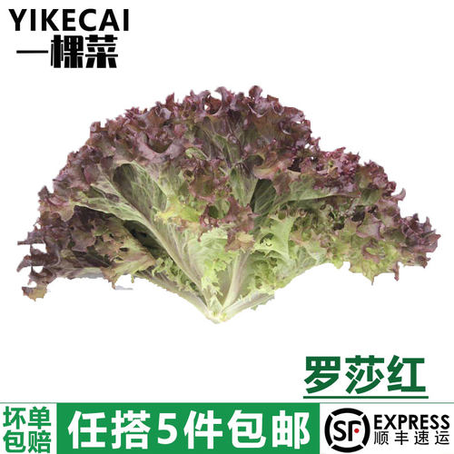 沙拉食材罗莎红yikecai顺丰色拉