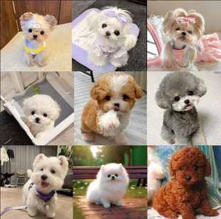 活体比熊幼犬长不大韩系小体标体马尔比泰迪熊茶杯宠物狗小型犬