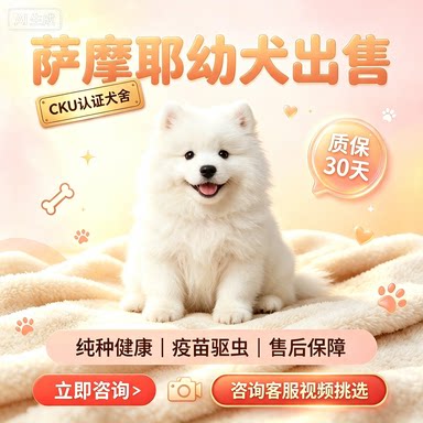 正宗纯种萨摩耶幼犬熊版胖嘟嘟狼狗狗