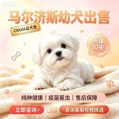 活体纯种比熊幼犬活体家养小型犬狗狗