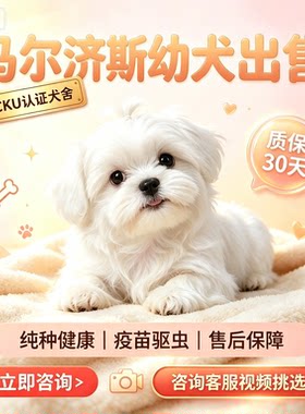 活体纯种比熊幼犬活体家养小型犬比熊韩系飞耳茶杯犬宠物狗狗幼崽