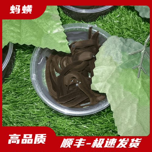 江钓水蛭蚂蟥肥头鲶鱼黄辣丁活饵