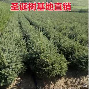 真的圣诞树真树盆栽活挪威云杉真正的圣诞树松树大诺贝松