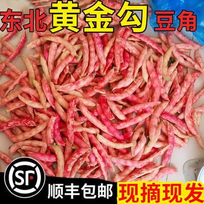 顺丰东北新鲜黄金勾沟花豆角特产蔬菜黄金钩豆角面鼓芸八月忙