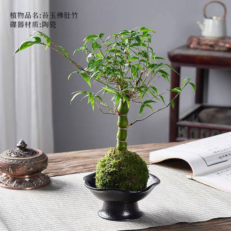 苔藓球佛肚竹四季常青竹子好养易活净化空气桌摆小盆栽半水培竹子