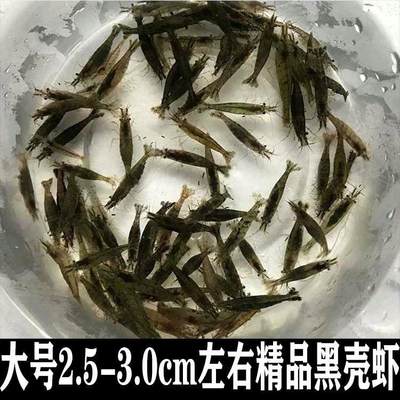 大号黑壳虾除藻观赏虾鱼缸里放的冷水淡水虾小鱼小虾工具虾清洁虾