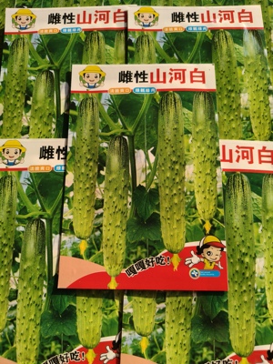 【雌性山河白黄瓜种子】新版正宗五常山河白种子 菜园蔬菜种子