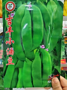 【吉丰小油豆种子】九月青种子东北油豆角新品种将军豆红绿小油豆