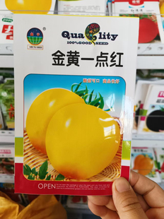 【金黄一点红大柿子种子】番茄大果皮薄肉厚无限生长甜味浓郁柿子