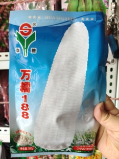 万糯188白甜糯玉米种子华穗正品
