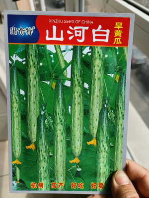 【正宗五常山河白黄瓜种子】春秋庭院种植香黄瓜水果黄瓜