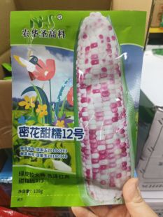 密花彩甜糯12号玉米种子杂交加厚糯玉米种籽大棒非转甜加糯花