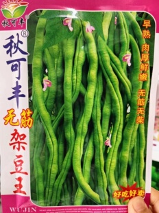 【泰国无筋架豆王种子】豆角种籽四季豆豆角青芸豆春季秋季