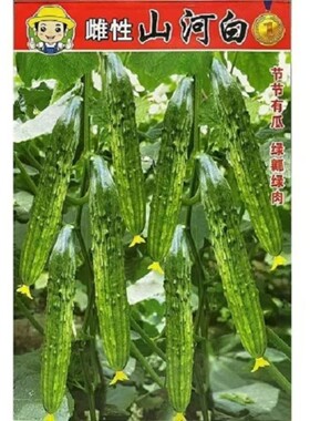 【雌性山河白黄瓜种子】新版正宗五常山河白种子 菜园蔬菜种子