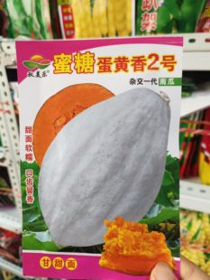 糖蜜冰糖蛋黄香2号蛋黄香南瓜种子粉糯香甜新疆金丝南瓜种子