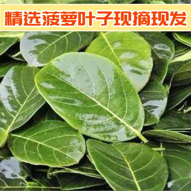 新鲜菠萝蜜叶木菠萝叶树菠萝叶喂素背冠脉螽斯霍氏片蟋做小吃垫子