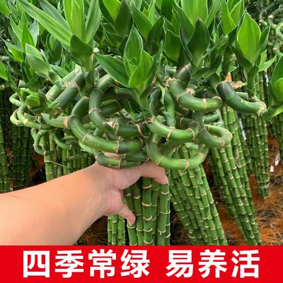 富贵竹转运竹节节高水培植物水养带根大盆栽土培客厅招财土养绿植