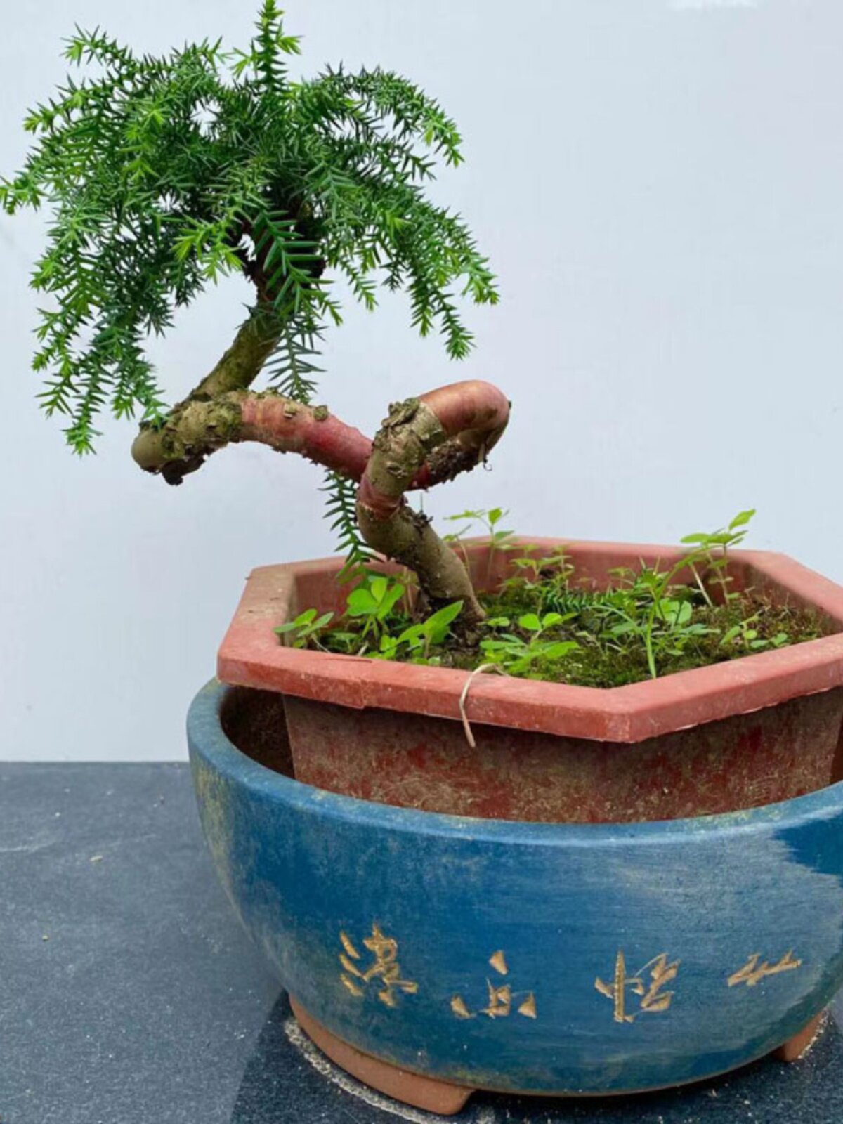 澳洲杉盆栽不老松盆景室内客厅桌面绿植四季常青净化空气好养植物